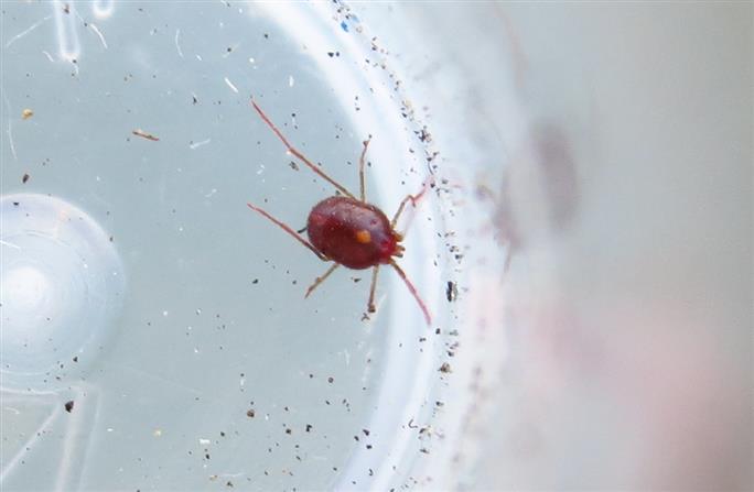 Erythraeus sp. (Erythraeidae)